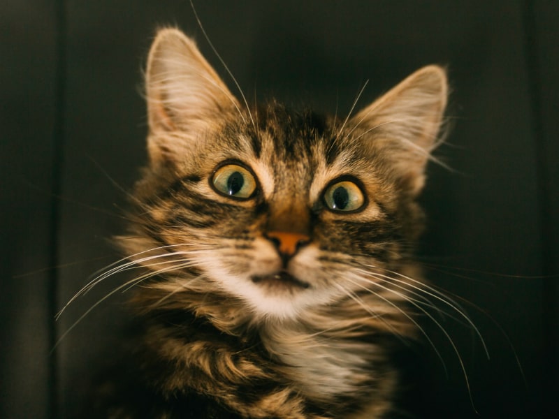 Are cats nocturnal or crepuscular?